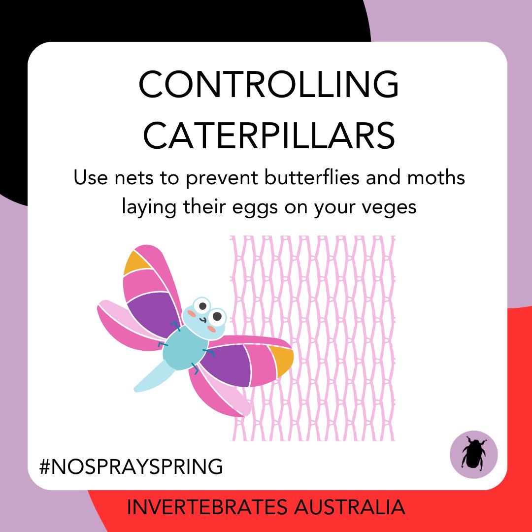 invertsau's tweet image. To prevent caterpillars in the first place, cover your plants with fine mesh nets to stop the mumma butterflies laying their eggs on their leaves! 

Find more information on our website:
invertebratesaustralia.org/nosprayspring

#nosprayspring #wildoz #tinynature #insectconservation