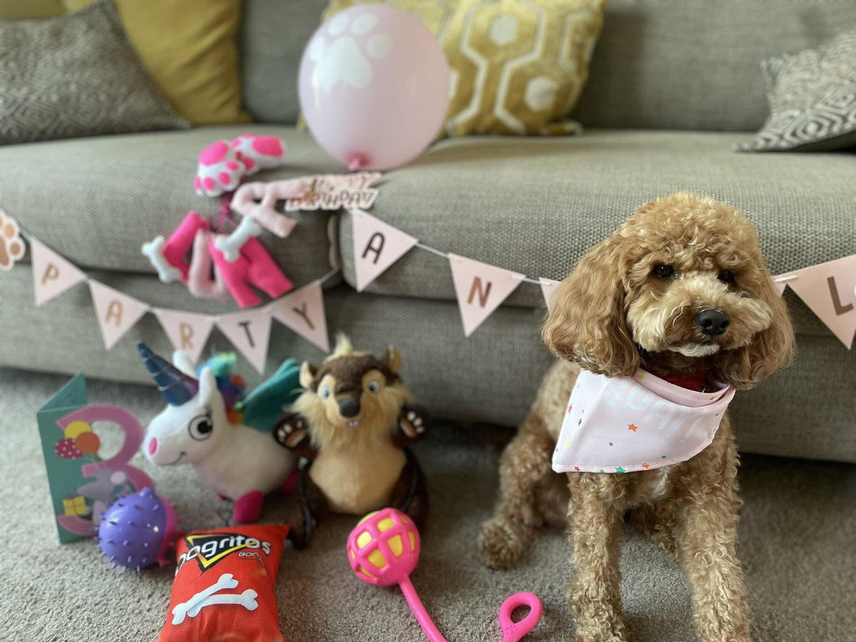 LunaLooPup's tweet photo. Lots of pressies for my birthday this week! 💖 https://t.co/tBagtLS3ev