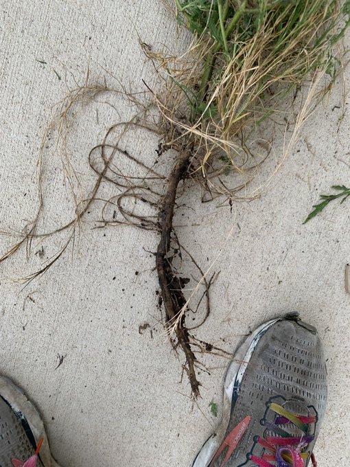 Anyone know what plant this weed may be? It&rsquo;s attempting to take over my garden beds every year and I&rsquo;m<a href="/tag/plants"class="tags"><span>#plants</span></a><a href="/tag/foraging"class="tags"><span>#foraging</span></a><a href="/tag/gardeningtwitter"class="tags"><span>#gardeningtwitter</span></a>