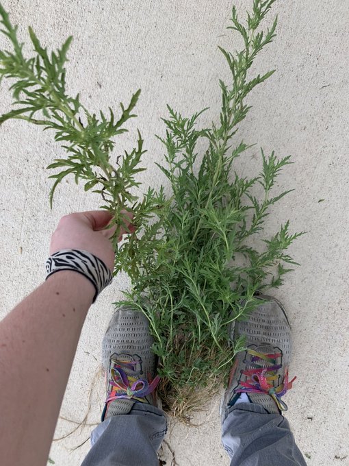 Anyone know what plant this weed may be? It&rsquo;s attempting to take over my garden beds every year and I&rsquo;m<a href="/tag/plants"class="tags"><span>#plants</span></a><a href="/tag/foraging"class="tags"><span>#foraging</span></a><a href="/tag/gardeningtwitter"class="tags"><span>#gardeningtwitter</span></a>