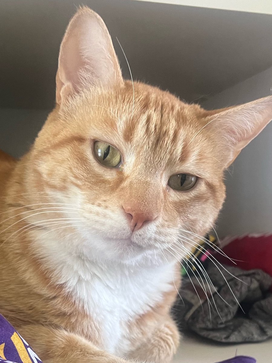 Jorts (and Jean) tweet media