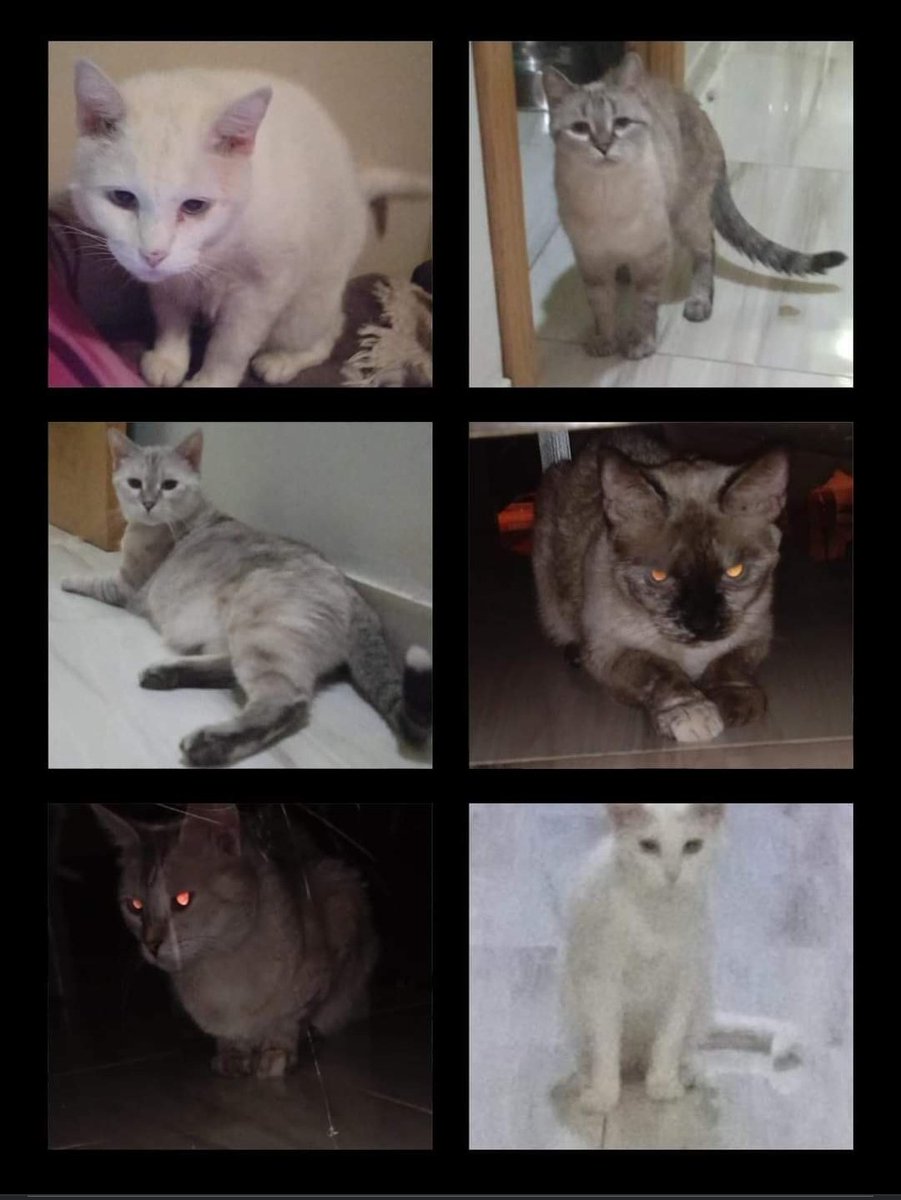 🆘🆘
Gatitos en adopción por defunción de su dueña.
Están castrados, están en Córdoba y se envían con la condición de que vayan a un buen hogar.
Quién quiera tener un amor incondicional 💞 daré el teléfono de contacto por MD
😻Tristán, 😺Bony, 😸Vela, 😽Aisha, 🐱Lili y 😍 Blanki