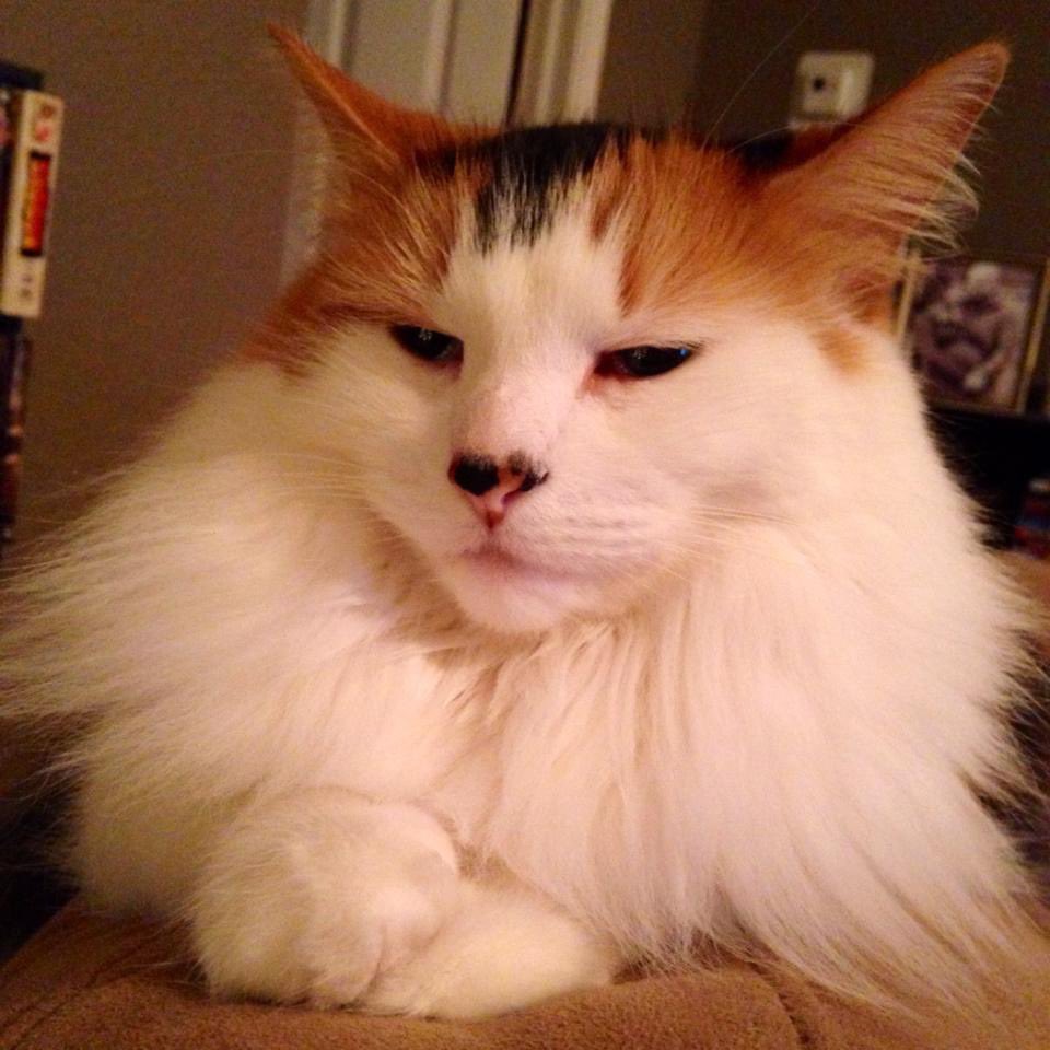 TarmoKat the Restless Antifascist tweet media