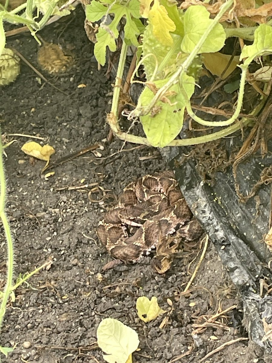 Pimenta_1975's tweet photo. マシシ畑の茂みの下にいやん🤢🐍

#新規就農
#里山農家
#女子農家
#ブラジル野菜
#マシシ
#マムシ https://t.co/BPd0U11jhE