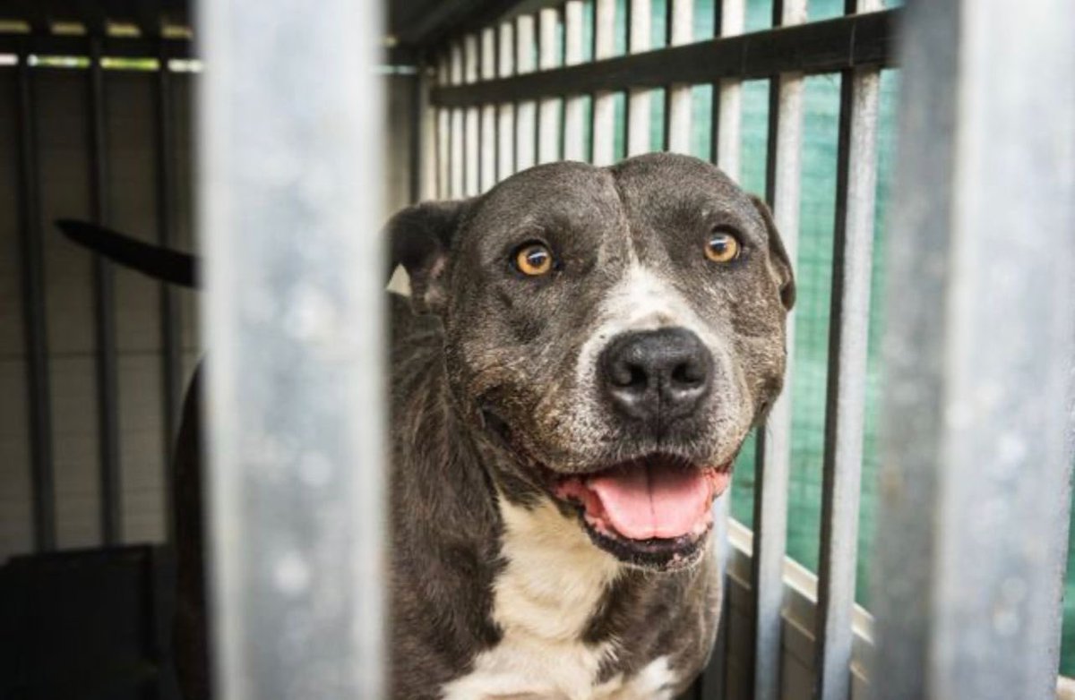 TRA_Tierschutz's tweet photo. Bereits 456 Tage lebt Killi im Tierheim… Wer rettet ihn vor weiteren Tagen im einsamen Zwinger? ❣️
#tierschutz #AdoptDontShop https://t.co/SHqtX9IHBv