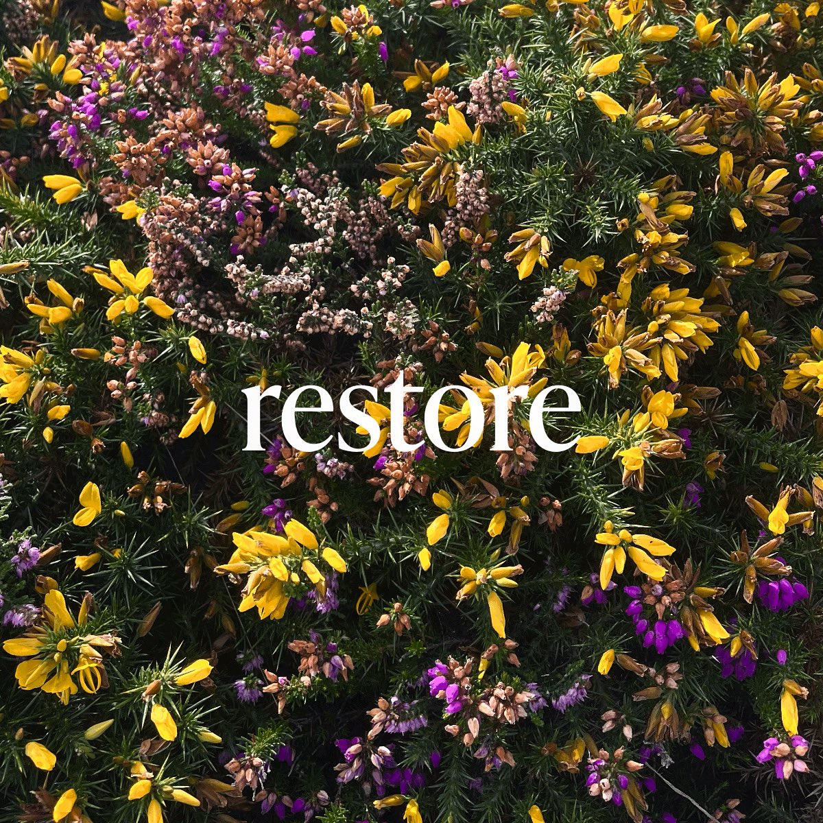 ~ to restore: to return to an original state after depletion or loss. Deep, deep down many of us know there’s a greater sense of wellbeing at reach within. That we can feel and live better, a knowing that’s in the very bones of our survival and in sync with natural law…