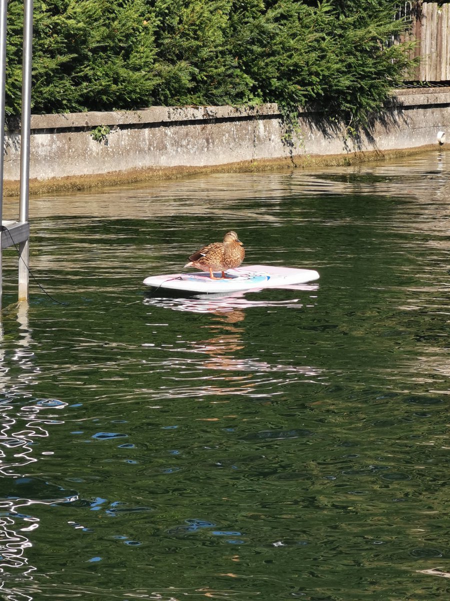 Wake board Entenbraten 😉