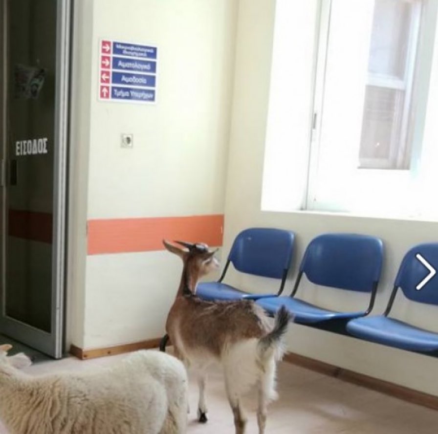 KorsasErik's tweet photo. But now that #Kadyrov is on his deathbed, he can take comfort in the fact that his faithful wives 🐐 are keeping vigil outside the hospital door 🤪

#RussiaIsLosing #Russian #Ryssland #Akmat #NAFO #ukrainewar #Ukraine #UkraineRussiaWar️ #UkraineKrieg #RussiansGOHOME #Putin https://t.co/OTixjL593M