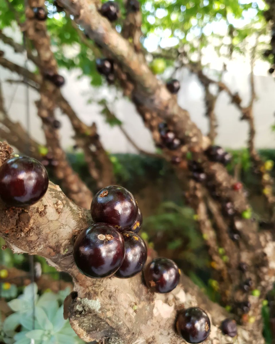 Paula_Carpi's tweet image. Está lindo o pé de Jabuticaba.
Muito doce também. 
#S10plus #nofilter #sansung