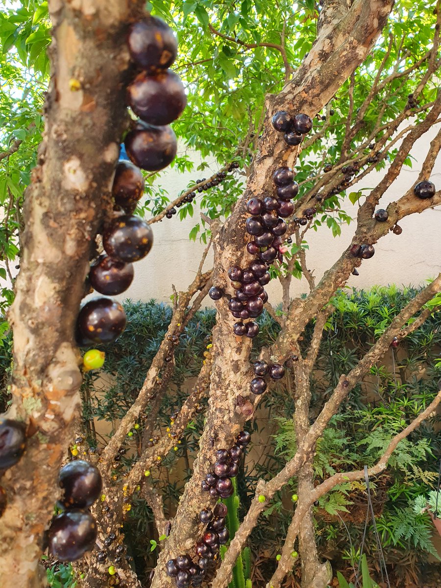 Paula_Carpi's tweet image. Está lindo o pé de Jabuticaba.
Muito doce também. 
#S10plus #nofilter #sansung
