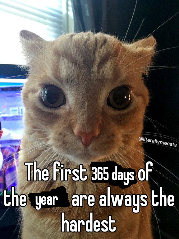 LiterallyMeCats tweet media