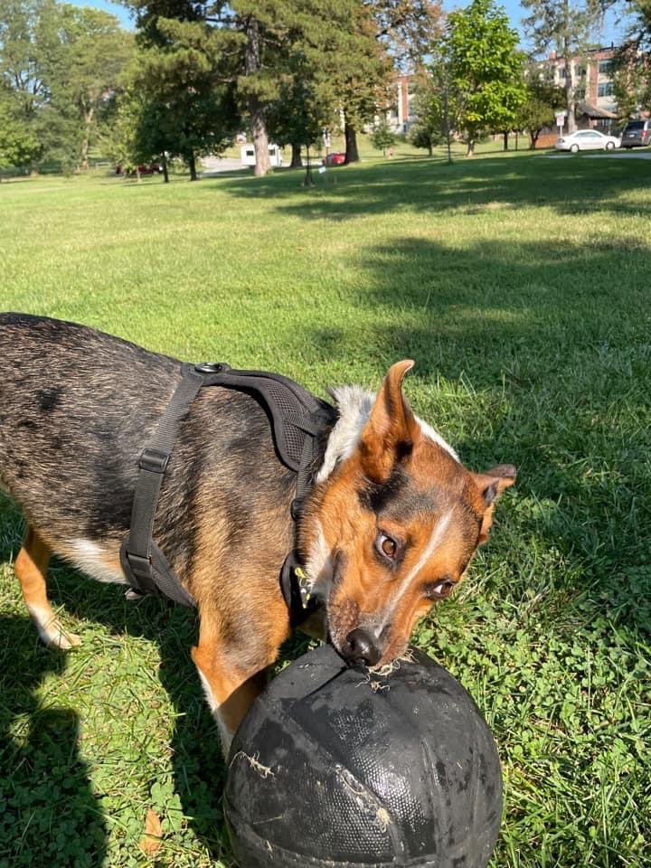 Day 16: “Clean Up” I “Cleaned Up” The Park With My Deflated Basketball! 
Quigley: Why Do Basketball Players Have Messy Rooms? 
Mom I Don’t Know Quigley, Why?
Quigley: They Dribble Everywhere! 
Da Boom Tis🥁🏀😂🐶 #PhotoChallenge2023September #NationalCleanupDay #BatmanDay #ZSHQ