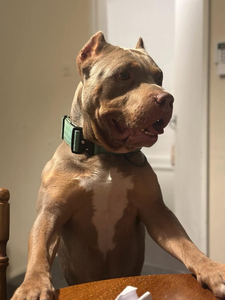 Gucci is a male #AmBull, tan with white patches, who is #missing from #HackneyDowns parks, #London #E9 area, since Friday, 15/9/23. Wearing a green collar & lead, & is a very friendly/loving young guy. Chipped. doglost.co.uk/dog-blog.php?d… #MissingDog #dogsoftwitter