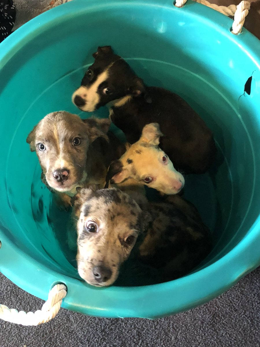 We have lots of puppies all waiting for heroes  and ready to go to foster! And these 4 just arrived. They’re skinny but will have good lives now. Can you come foster a pair of puppies? We’re here and would love to meet you!
2320 Pine Street, 63103 
Strayrescue.org/foster