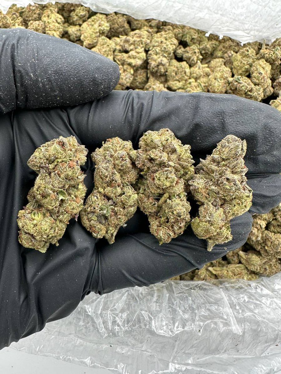 TreesWeBe's tweet image. Tap In Leave Comment I’ll get back to u or HMU ON TELEGRAM  @WeBetree For Menu
#Teleplug #atlplug #980plug #floridaplug #clt #cltplug #str8gas 
#CharlotteNC #Charlotteplug
#rockhillplug
#Greensboroplug
#704plug #cltplug