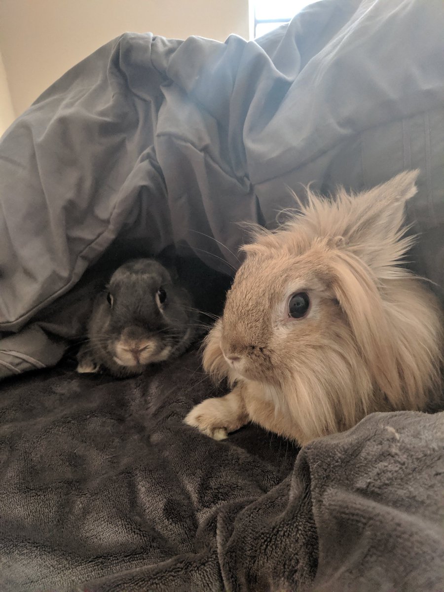 Eleven17Studios's tweet photo. In 2018 I moved in with my girlfriend (now wife)  after we both packed up and moved across the country. And with that came bunny father hood. Bri won Amelia at a carnival game for a dollar. She was not in great condition, but after a few doctors visits she was right as rain. https://t.co/Q1Dc2tHM7P