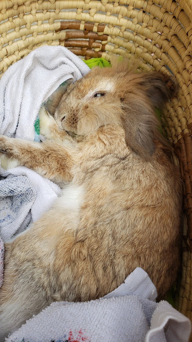 Eleven17Studios's tweet photo. This past week Amelia's E Cuniculitis flaired back up. And she was just too old to go another round with it. She passed away in the waiting room at the vet minutes before the doctor came in. All I could thing to say was "you just missed her." She was 11 years old. https://t.co/8MwIjuXXL7