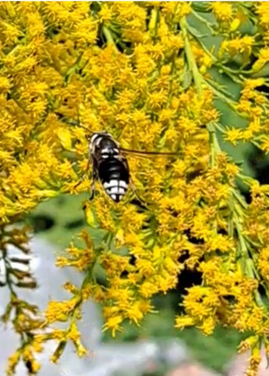 simplesatellite's tweet photo. Anyone know what type of bee or wasp this is? Bullying the bumblebees. https://t.co/DTU1M9feXE