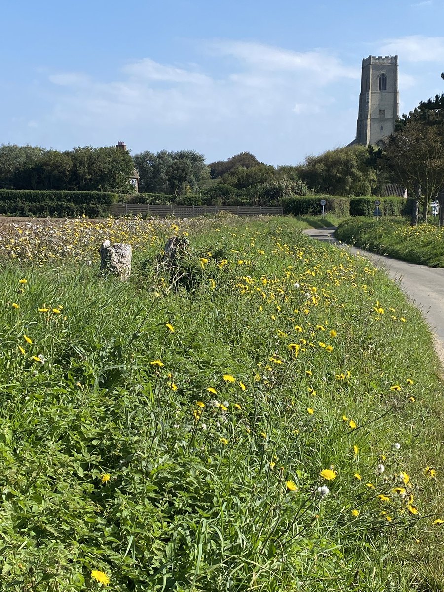 YareValleyJus's tweet photo. Happisburgh was very hard work today: 1 Wheatear, 2 Chiffchaff, 2 Sedge Warbler, 1 locustella, 1 Hobby, 1 Whimbrel, 1 Grey Plover, 1 House Martin S & c320 Med Gulls. That was until 11.20 when a Tawny Pipit flew over at close range calling & disappeared inland! #findtick https://t.co/3wWZe5Qfpq