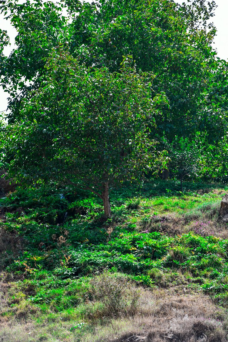 redrakam0's tweet photo. Unveiling nature's hidden gems: a lush mountain slope and a subtle spring. #NaturePhotography #HiddenSpring https://t.co/aFOWioGAOF