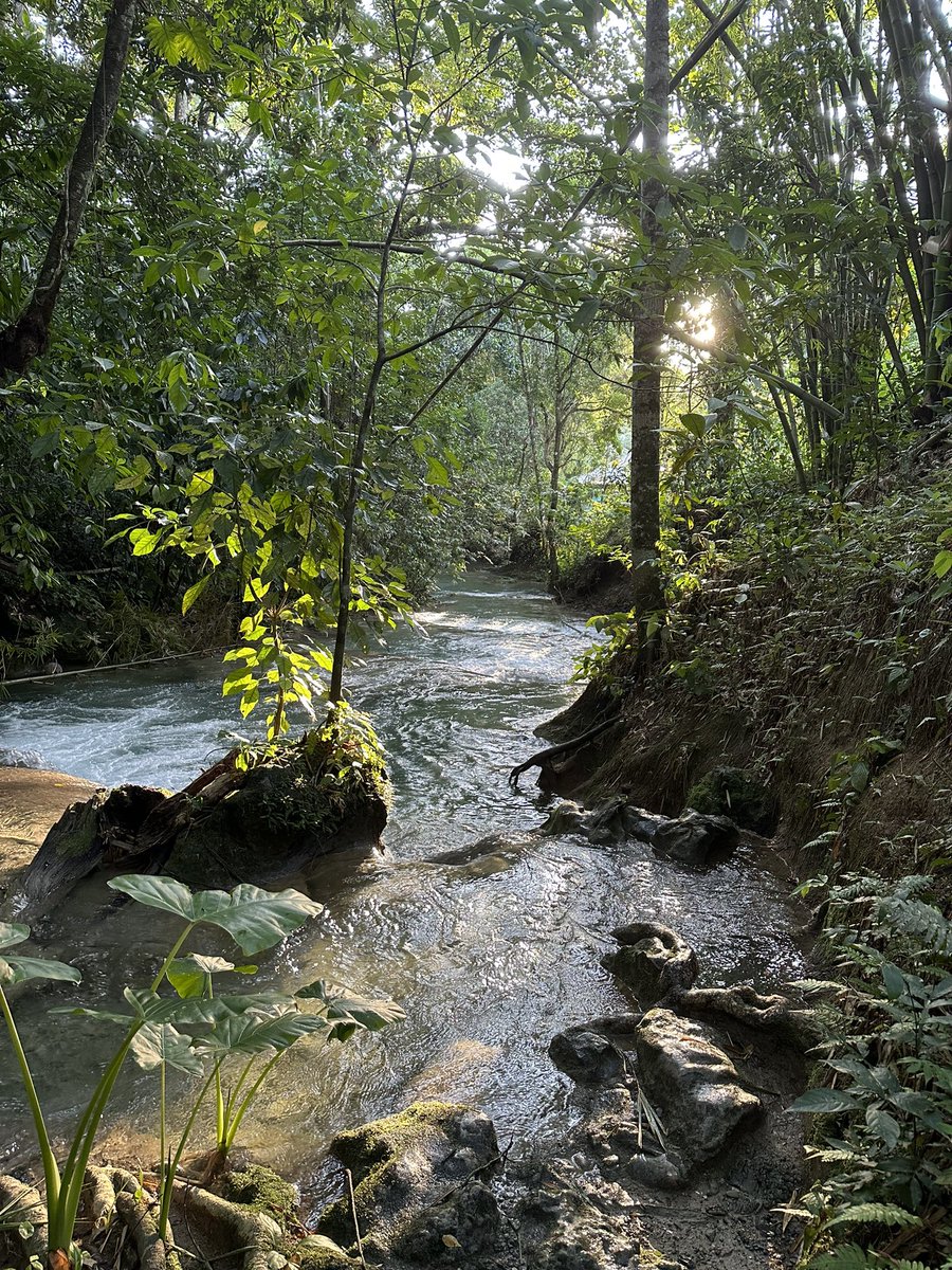 RandyRam06's tweet photo. Jungle beauty 🔥🔥 🇯🇲 https://t.co/UZIDk0Jocy