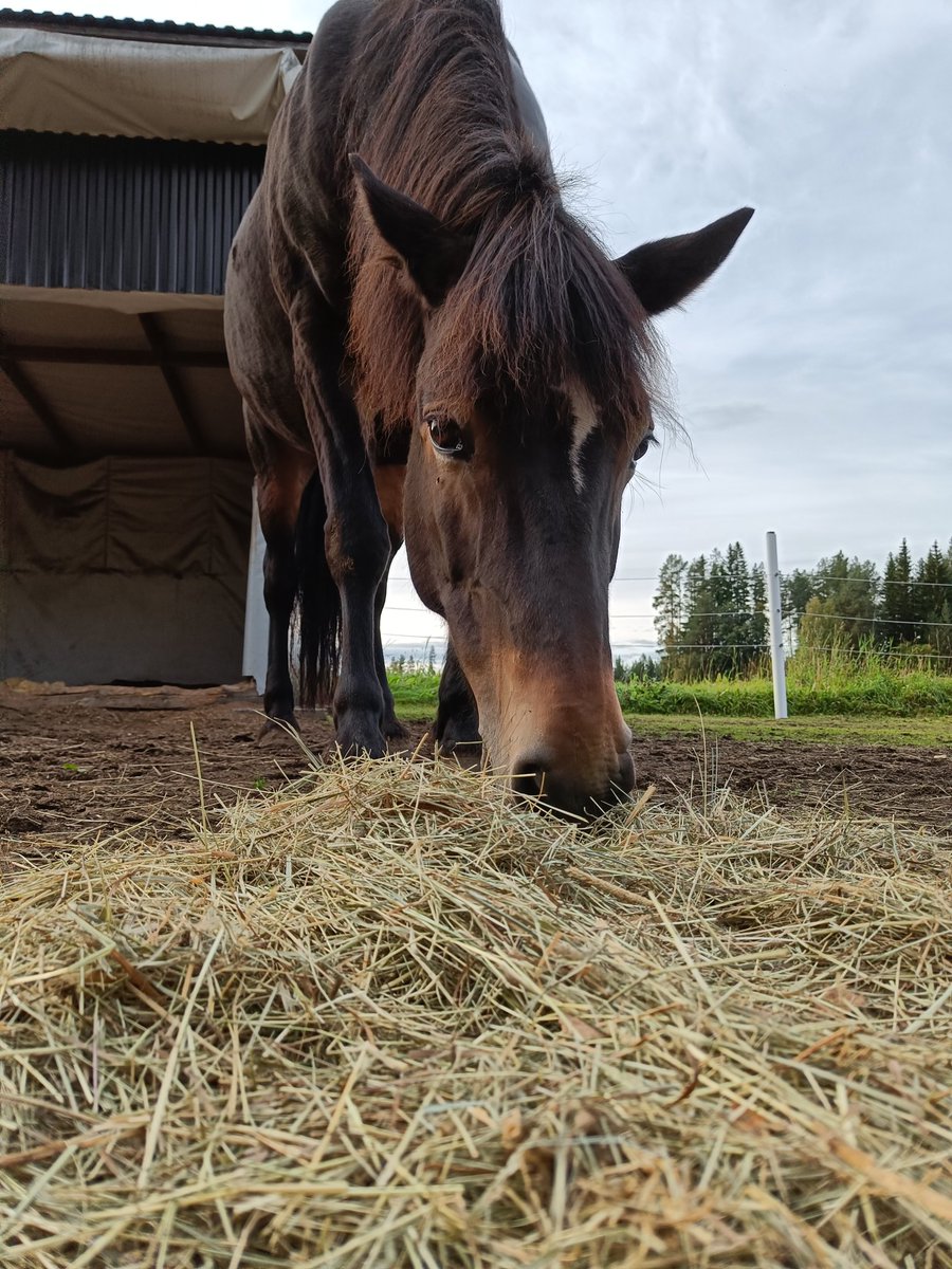 Sessan har en bäbis i magen. 🥰
#Illvilja ❤️ #MonsterMonsun