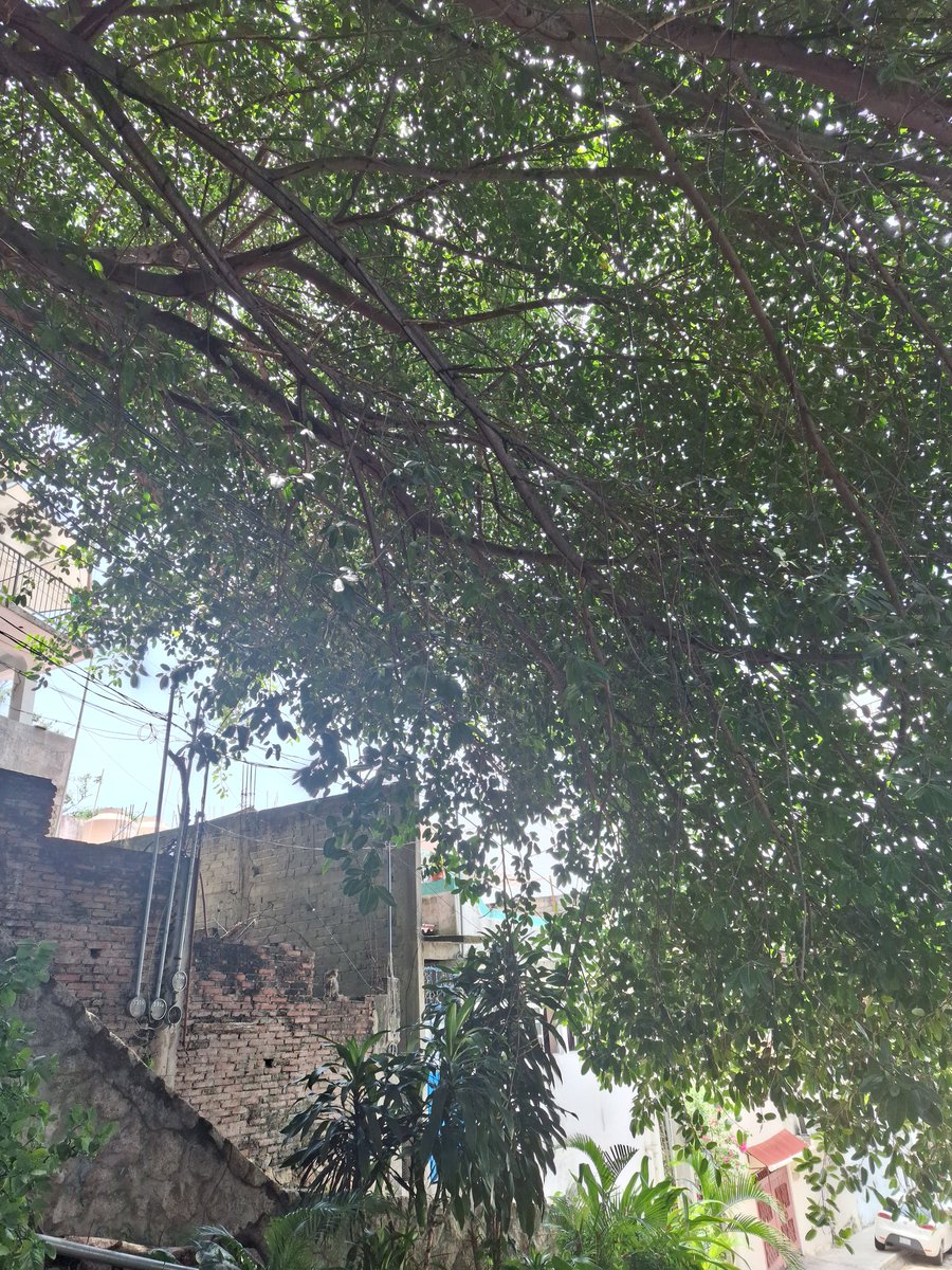 GloryDez's tweet photo. @pcivilacapulco quiero reportar un árbol cuyas ramas están por colapsar unos cables de luz y por el peso se está venciendo la barda. Por favor, pueden venir a apoyarnos? Es en la loma bonita. https://t.co/TKw1r4sscc