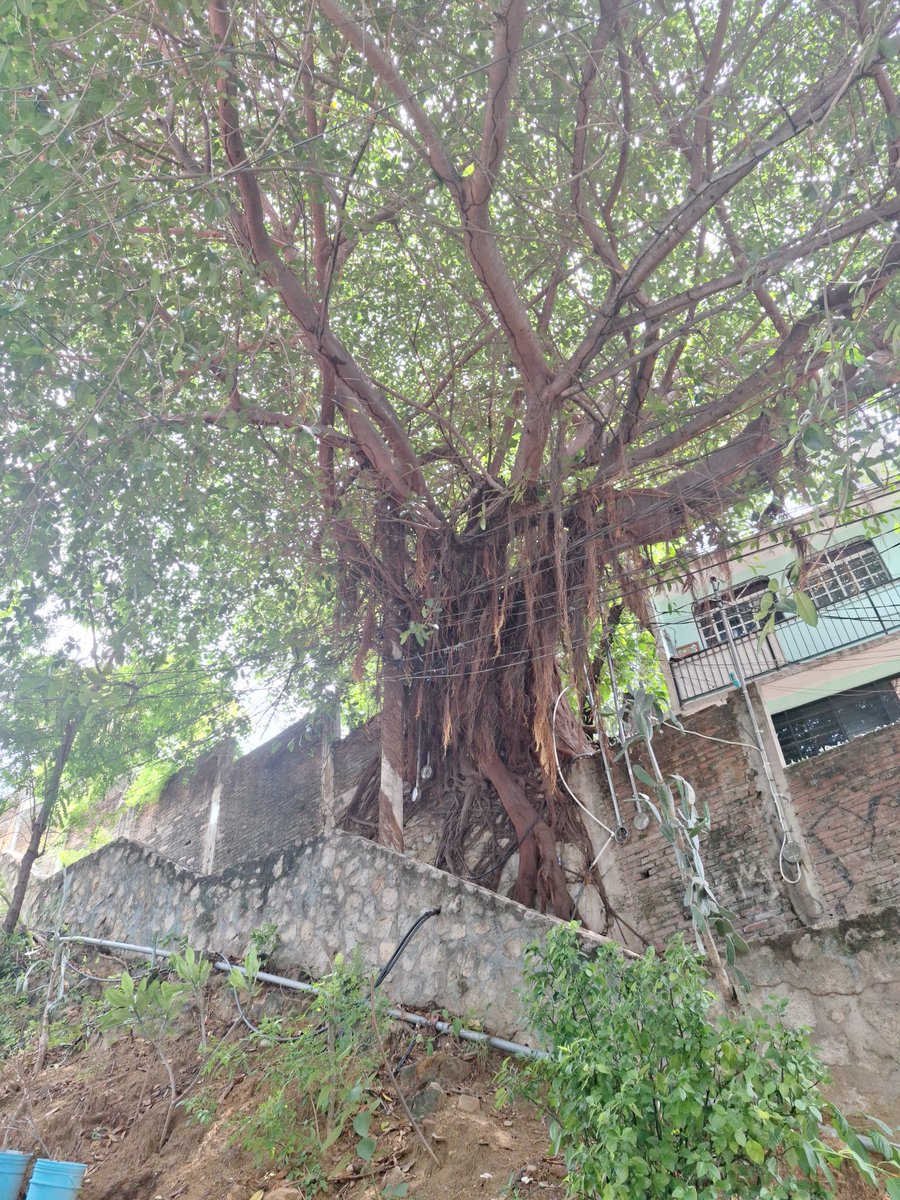 GloryDez's tweet photo. @pcivilacapulco quiero reportar un árbol cuyas ramas están por colapsar unos cables de luz y por el peso se está venciendo la barda. Por favor, pueden venir a apoyarnos? Es en la loma bonita. https://t.co/TKw1r4sscc