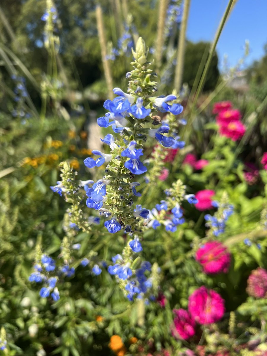 wapple15's tweet photo. The last couple of days we have been in #Dijon 🇫🇷 so the closest thing to our back garden was in the Botanical Gardens there. #SnapAndTell https://t.co/aMW0zdIpWS