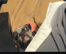 Llamainmybed2's tweet photo. @Manco1lol @secretlabchairs When Chevy notices what you're sitting on... https://t.co/pzTzT11deT