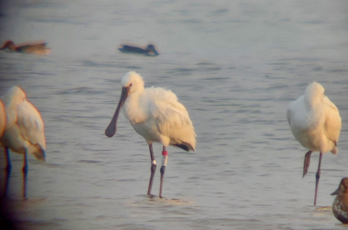 GlobalFlyway's tweet photo. Vanmiddag lukte het om MEEP, de jonge #lepelaar van Griend, in de Makkumer Zuidwaard @ItFryskeGea mooi in de kijker te krijgen. Het is een grote vogel, waarschijnlijk een man, die in een klein groepje van 6 stond te rusten. Vorige week waren het er nog 150? Is er wegtrek geweest? https://t.co/kbCbBO5mX2