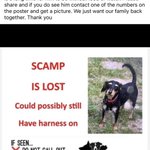 Photo by WalthamForest4Dogs (@WF4Dogs)