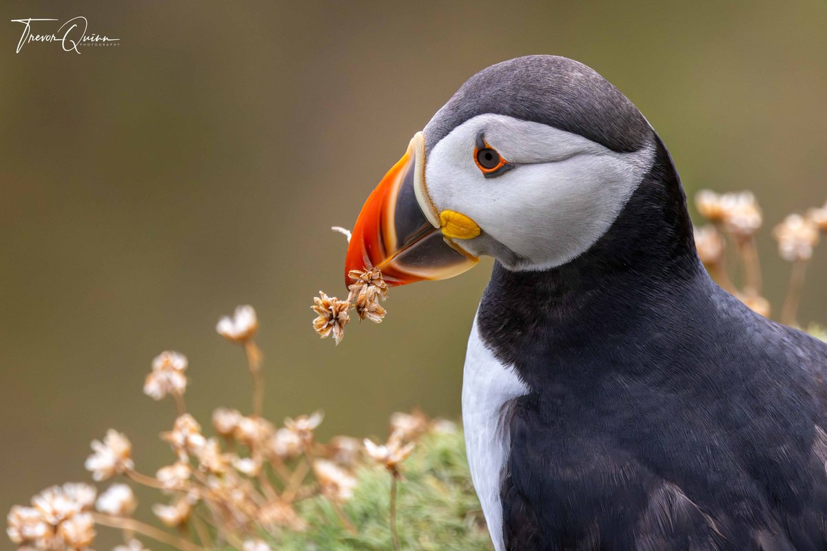 Puffin holding sea pinks for nesting materials on the Saltee Islands - 13 July 2023
#puffin #puffins #wexford #birds #saltees #salteeferry #salteeislands #salteeisland