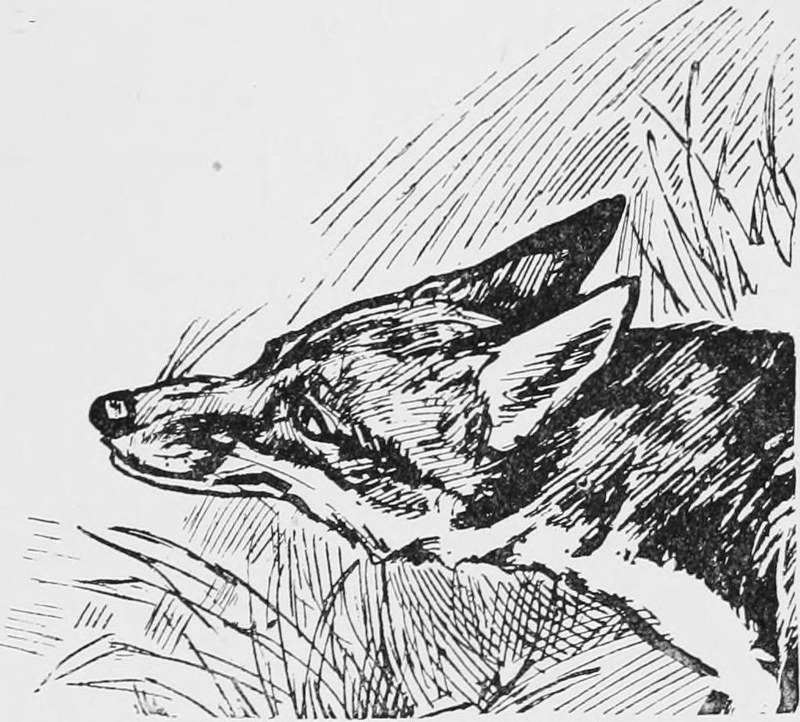 Cuthbert Bradly, 1914
#foxes #redfox #vintageillustration