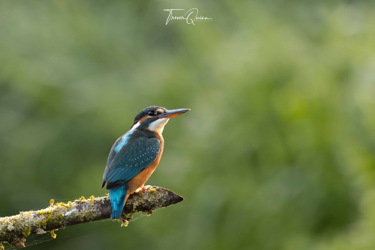 Female Kingfisher
#kingfisher #femalekingfisher #birds