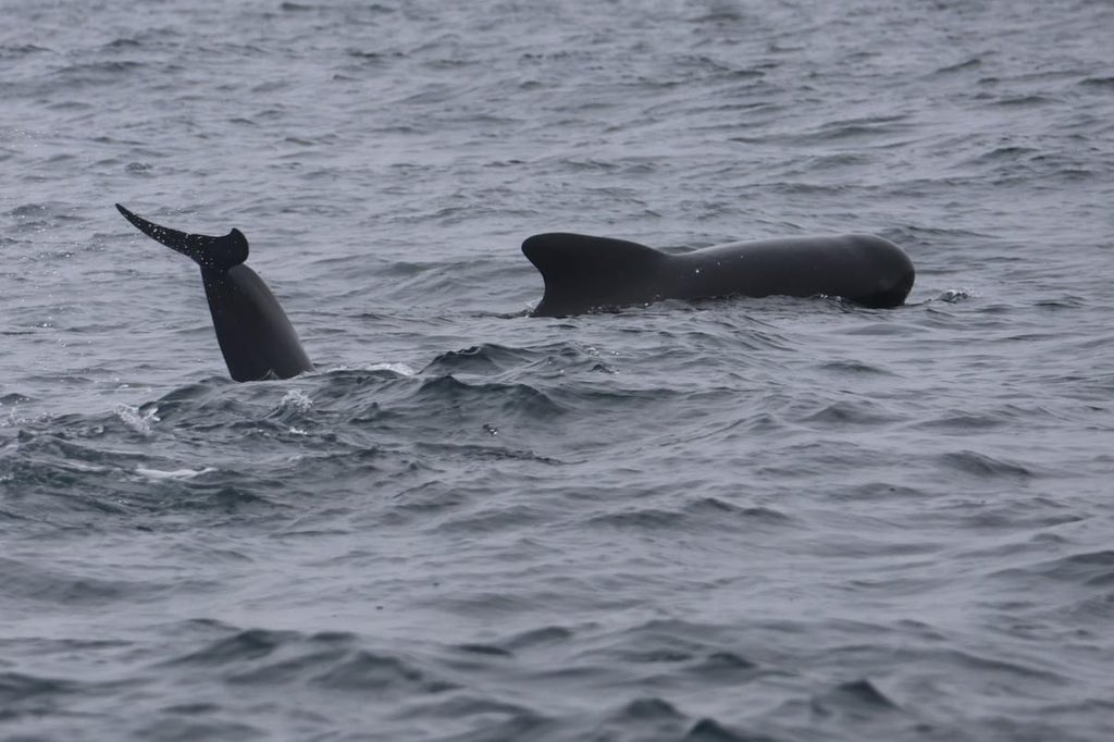 A great day on Bonavista Bay with 40-60 pilot whales, 12 white sided dolphins, 1 bearded seal, 2 ocean sunfish, bald eagles, puffins, gannets, guillemots and murres. #whales #whalewatching #trinitynl #bonavista #bonavistapeninsula #ExploreCanada #ExploreNL #pilotwhale #bestkind