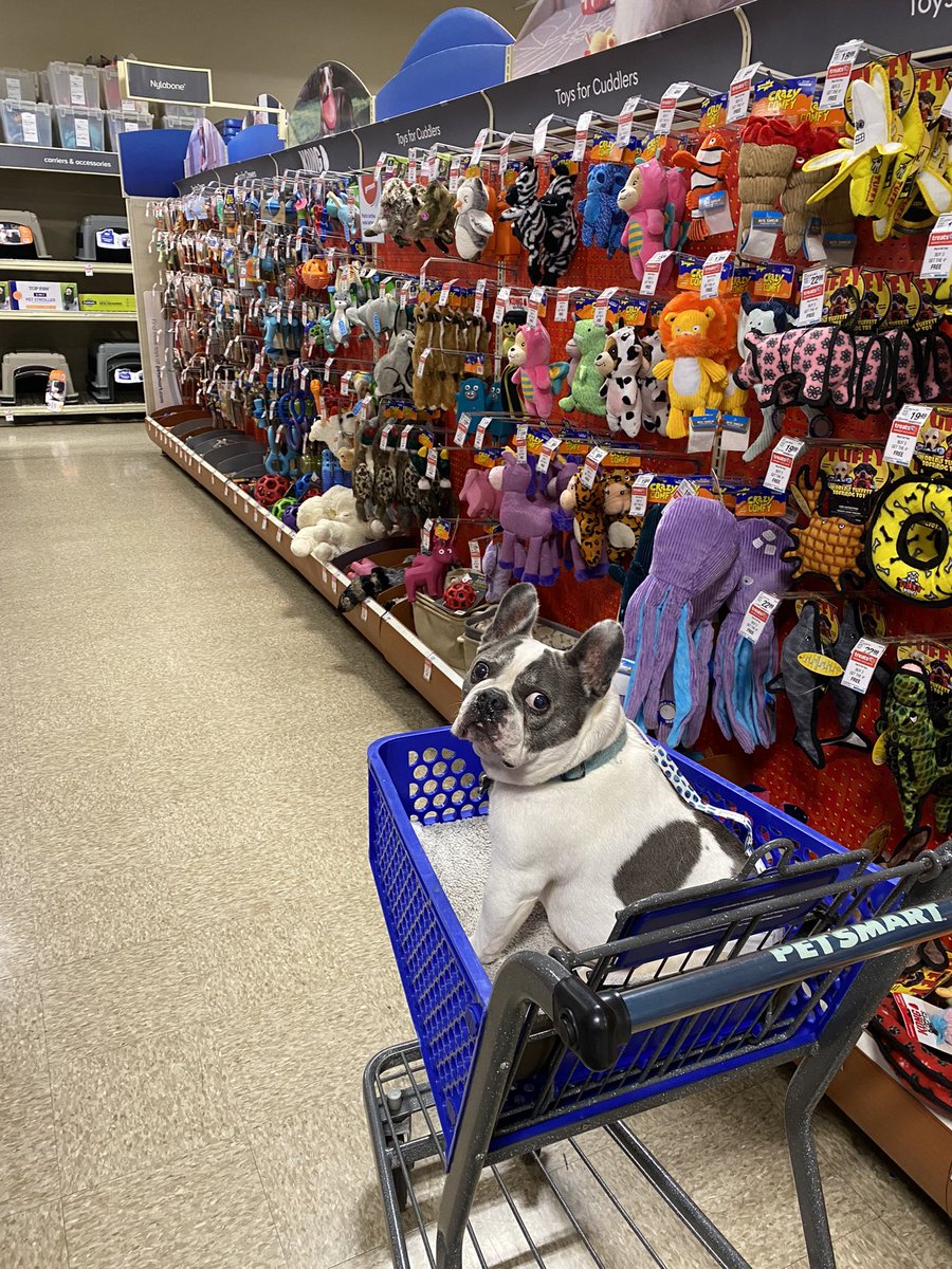 Hard to believe, but today I turn 12! 🎉🎂🥳 My human celebrated my greatness with a long car ride, Happy Meal, and I picked out four new toys at PetSmart. The best part? The roommate wasn’t invited!