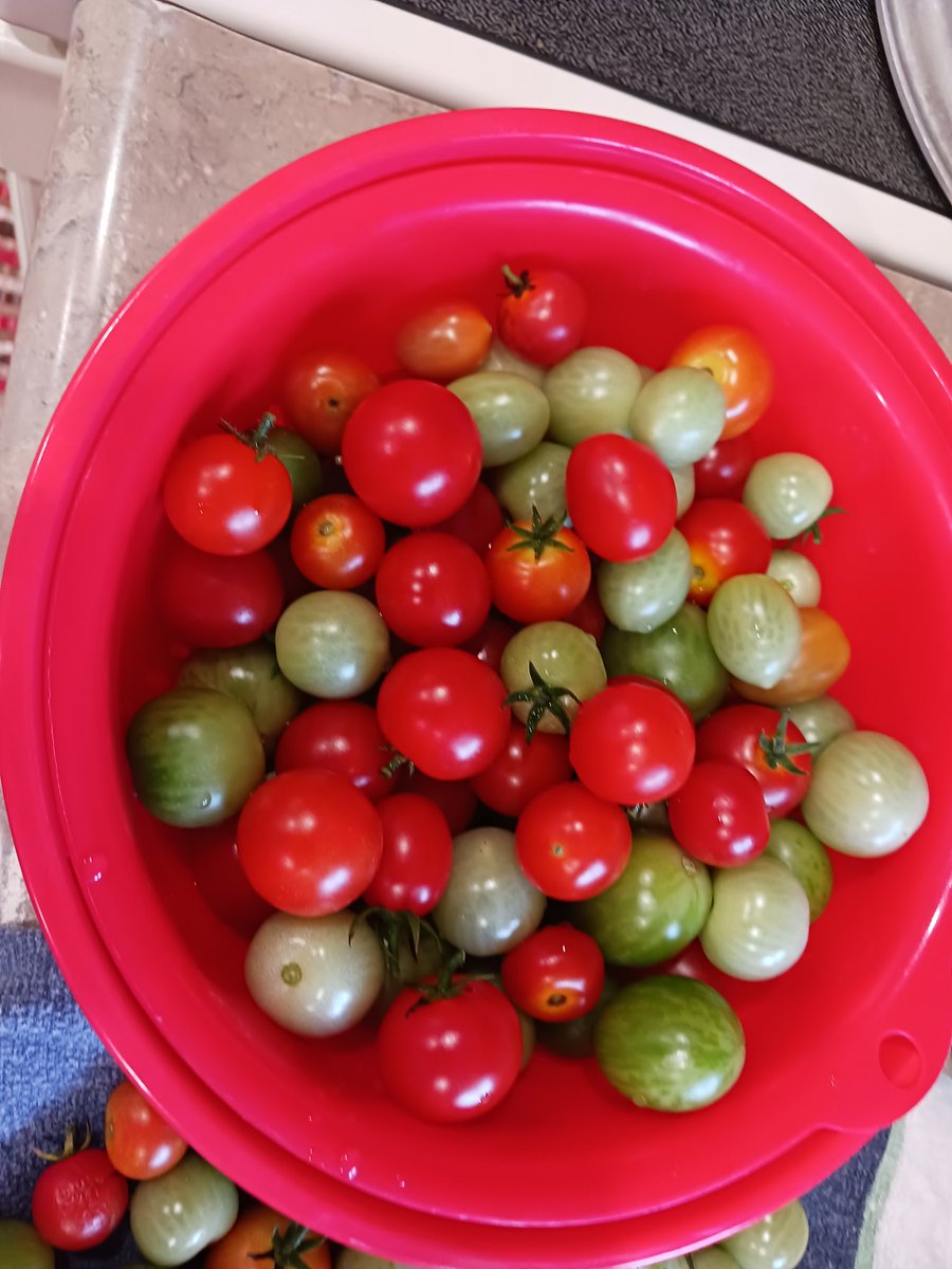 Anapena35's tweet photo. #Blessedone with all #myharvest , yes from #myyard and #myhands hard work. Lucky to share my abundance with family and friends ❤️💕💖♥️💗💓❤️💕💖♥️💗💓❤️ https://t.co/WCW5ZNHi9j