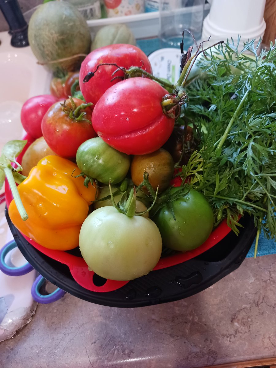 Anapena35's tweet photo. #Blessedone with all #myharvest , yes from #myyard and #myhands hard work. Lucky to share my abundance with family and friends ❤️💕💖♥️💗💓❤️💕💖♥️💗💓❤️ https://t.co/WCW5ZNHi9j