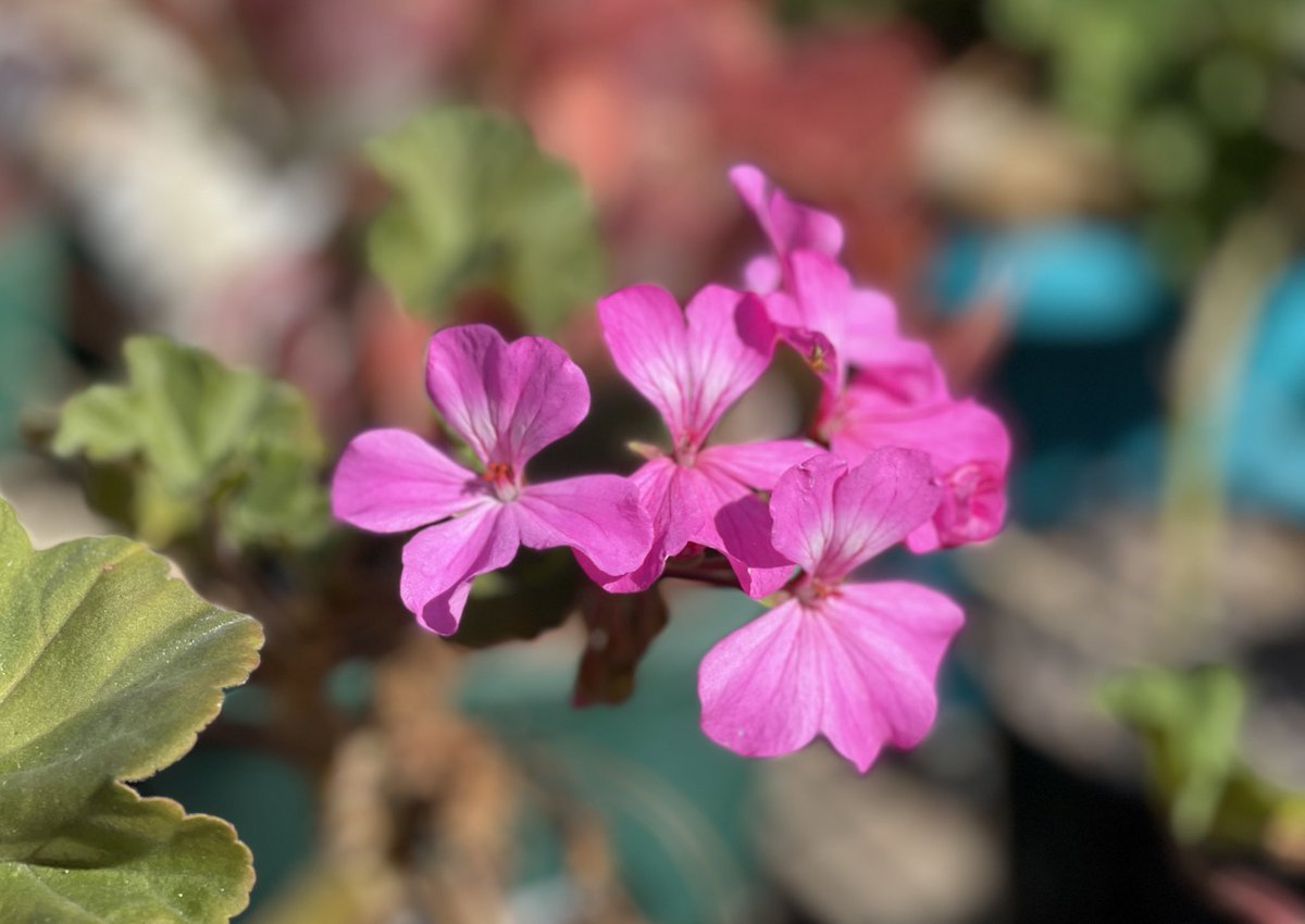BronFredericks's tweet image. From my garden to you this morning. 🌸 
Thanks to everyone working on a #VoicetoParliament stall, doing high-vis, waving signs, giving info, door knocking, &amp;amp; doing a WALK FOR YES today. I’ll be at the #Brisbane WALK! See you there! 👋🏽❤️ @ulurustatement @yes23au #Yes23 #VoteYes ✔️