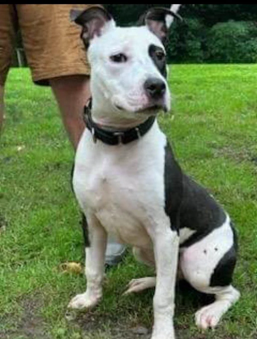 Keith Olbermann's Dogs tweet media