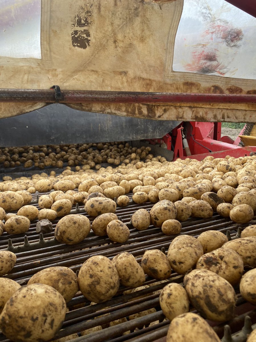 EASTERN SEED GROWERS (@easternseed) on Twitter photo Harvest is in full swing! Sagitta seed looking superb! <a href="/HzpcUk/">HZPC UK🥔</a> <a href="/HZPC/">HZPC Potatoes</a> <a href="/supersagitta/">@SuperSagitta</a> <a href="/EasternSeed/">EASTERN SEED GROWERS</a> #britishproduce Harvest is in full swing! Sagitta seed looking superb! <a href="/HzpcUk/">HZPC UK🥔</a> <a href="/HZPC/">HZPC Potatoes</a> <a href="/supersagitta/">@SuperSagitta</a> <a href="/EasternSeed/">EASTERN SEED GROWERS</a> #britishproduce