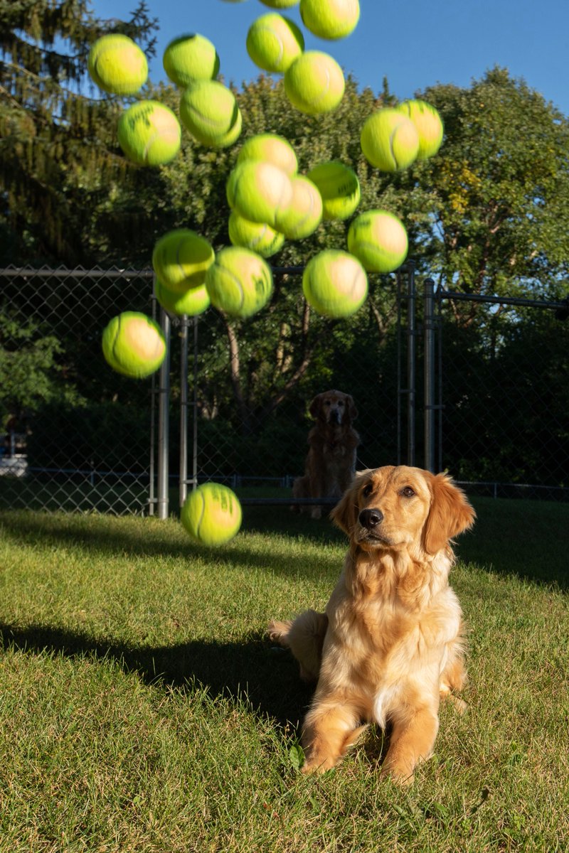 1/2
This is Cali heaven! When you have a pup who is tennis ball obsessed and find a wonderful site that recycles used tennis balls at a great price, it’s a win-win! She has not stopped playing with them and driving us 😁 crazy! #recycleballs #goldenretrieverpuppy #goldenoftheday