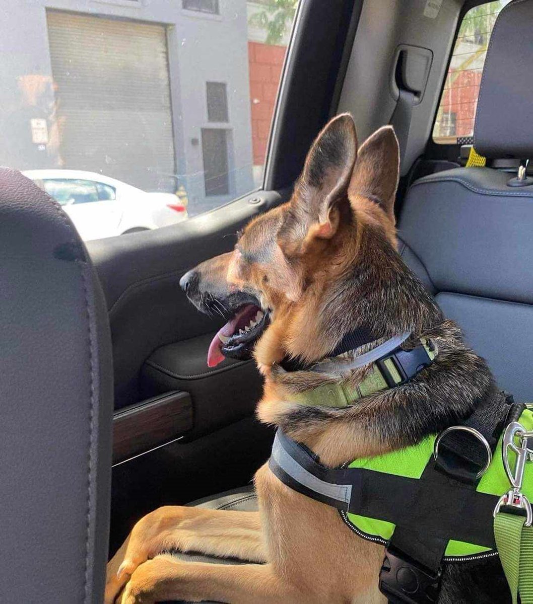 Keith Olbermann's Dogs tweet media