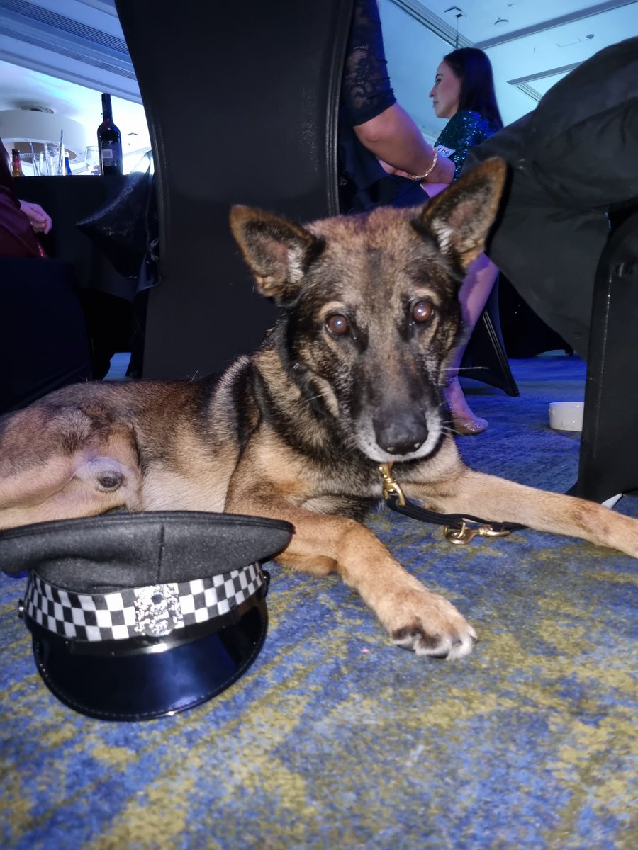 K9Scottish's tweet photo. Patiently waiting to see if he's won an award is our very own #PDBen from @PSOSDogs 
#ScotlandsChampions #Awards #DoubleTreeHilton #DailyRecord https://t.co/phvcGJYPT5