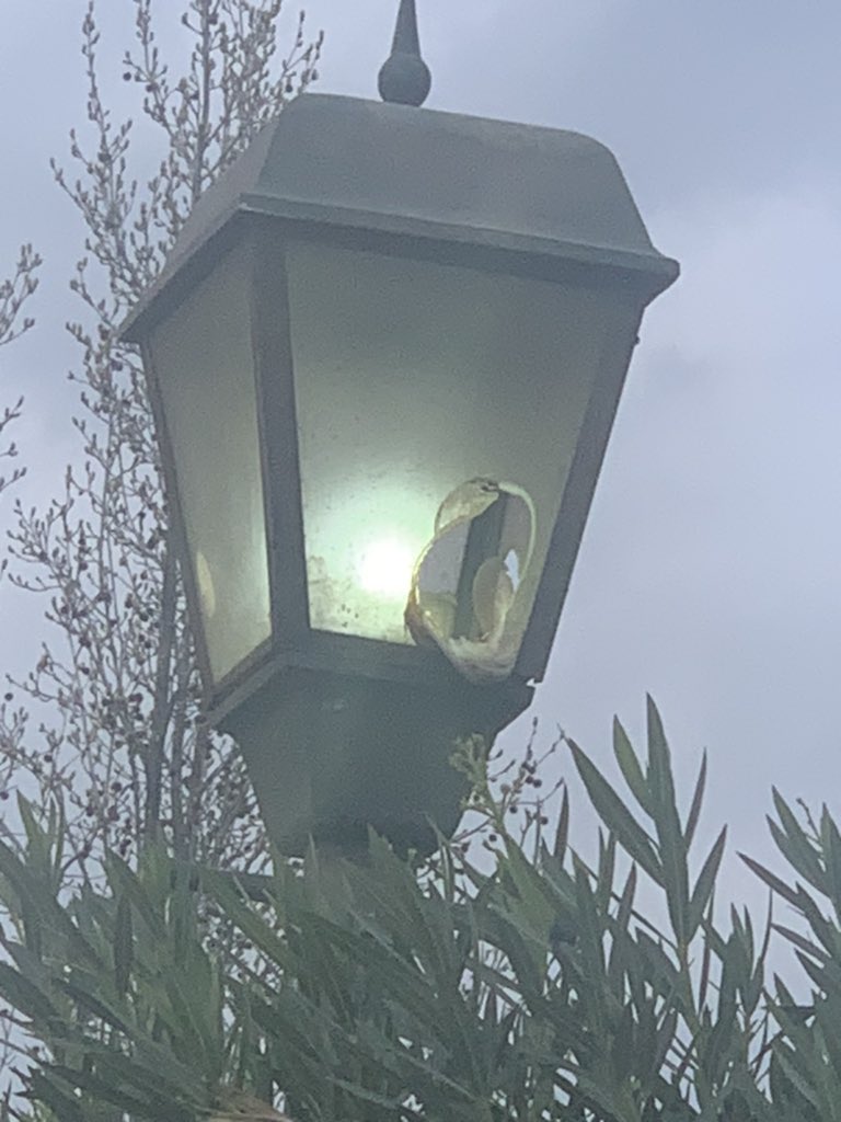 xtlsc's tweet photo. @LC_luminarias segunda vez en dos meses que debemos pedir ayuda por foco quemado. 
Nuestro Pasaje Santa Clara está incorporado en un proyecto de renovación de luminarias desde mayo de 2022. 
Sra. Alcaldesa, @danielapenaloza ¿Puede usted interceder por nosotros? https://t.co/rfrOjIUBvG
