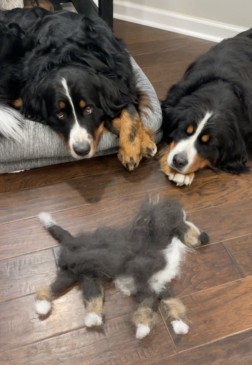 After 5 minutes of brushing, we had a whole new puppy😉😂 #dogsoftwitter