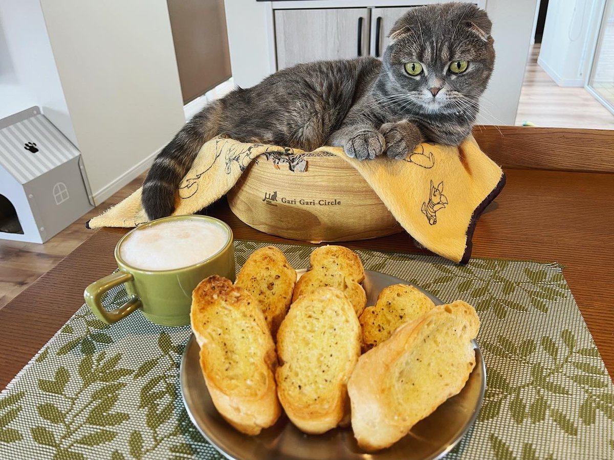 ndTu67XYaawnA2U's tweet photo. 朝食と猫
Breakfast & Cat
#猫 #スコティッシュフォールド #朝食 #ブルスケッタ #カプチーノ #窓際の猫
#cat #scottishfold #breakfast #bruschetta #cappuccino #windowsillcat https://t.co/N1VuhtvKZp