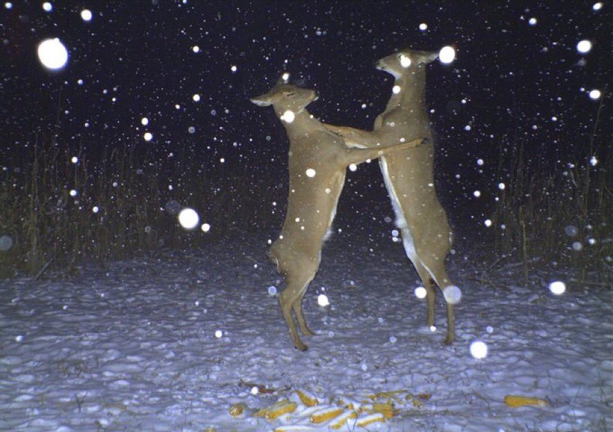 biggersocks's tweet image. me and my dearly beloved dancing after a evil wizard turned us into deer