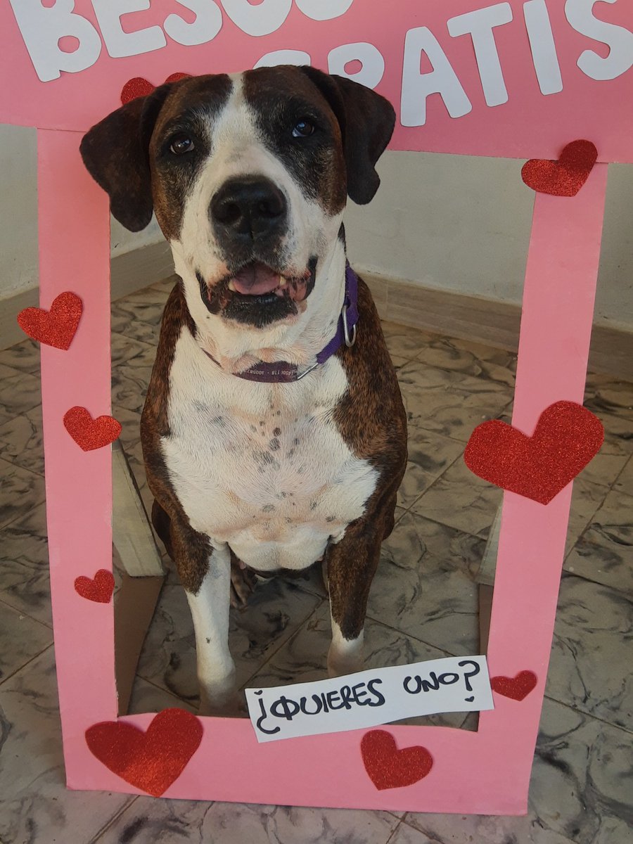 Dogs_City_'s tweet photo. #BesosGratis #HablemosDePeludos #AmorYAmistad #Dogs #perros 💚🐶🐾 https://t.co/HCwTEUYpzj